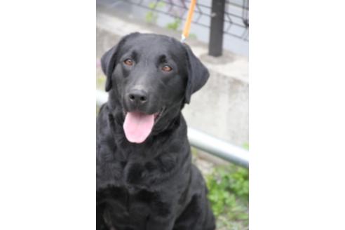 販売中のラブラドールレトリーバーの親犬